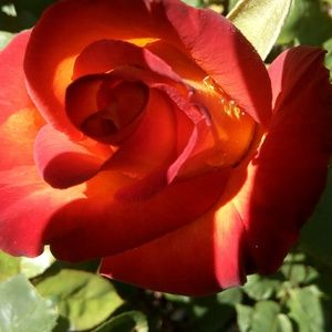 Meet your Posher, Breshna